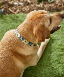 STAR WARS THE MANDALORIAN GROGU Dog Collar 8 STAR WARS THE MANDALORIAN GROGU Dog Collar -STAR WARS Shop 226330 PT4. SY630 V1614022863