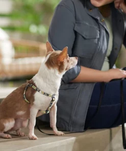 STAR WARS THE MANDALORIAN GROGU Dog Harness -STAR WARS Shop 226363 PT8. SY630 V1651610217