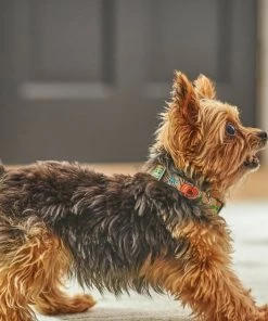 STAR WARS THE MANDALORIAN GROGU Pumpkin Dog Collar -STAR WARS Shop 272890 PT8. SY630 V1623879691