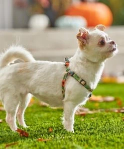 STAR WARS THE MANDALORIAN GROGU Pumpkin Dog Harness 9 STAR WARS THE MANDALORIAN GROGU Pumpkin Dog Harness -STAR WARS Shop 272935 PT8. SY630 V1623879879