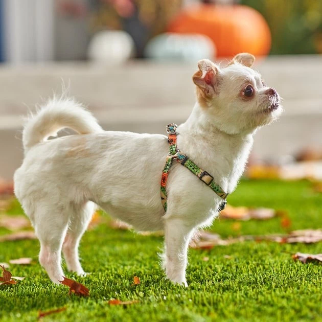 STAR WARS THE MANDALORIAN GROGU Pumpkin Dog Harness 5 STAR WARS THE MANDALORIAN GROGU Pumpkin Dog Harness - Image 5