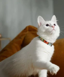 STAR WARS THE MANDALORIAN GROGU Pumpkin Dog Collar -STAR WARS Shop 272940 PT8. SY630 V1623879679