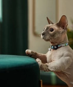 STAR WARS THE MANDALORIAN GROGU Holiday Cat Collar -STAR WARS Shop 289708 PT8. SY630 V1632189817