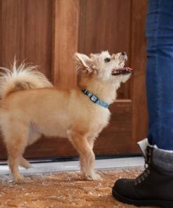 STAR WARS THE MANDALORIAN GROGU Snowman Dog Collar -STAR WARS Shop 291665 PT8. SY630 V1632188943