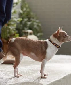 STAR WARS Gingerbread Dog Collar -STAR WARS Shop 291681 PT8. SY630 V1632188077