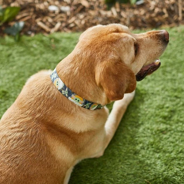 STAR WARS THE MANDALORIAN GROGU Collar + Dog Leash 4 STAR WARS THE MANDALORIAN GROGU Collar + Dog Leash - Image 4