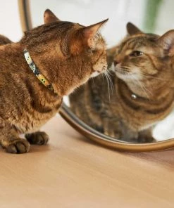 STAR WARS THE MANDALORIAN GROGU Covered Bed + THE MANDALORIAN GROGU Cat Collar -STAR WARS Shop 302570 PT8. SY630 V1623078758